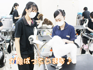 夏休みもトリミング実習♪